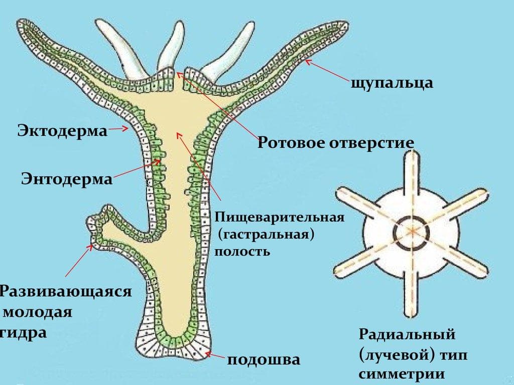 Кракен зайти